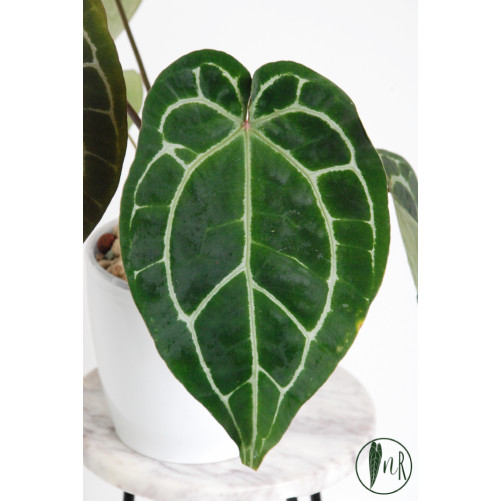 Anthurium (Michelle x Zara) x Zara