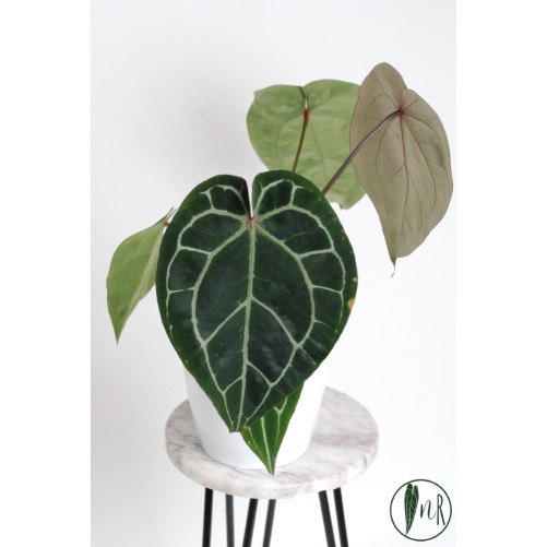 Anthurium (Michelle x Zara) x Zara