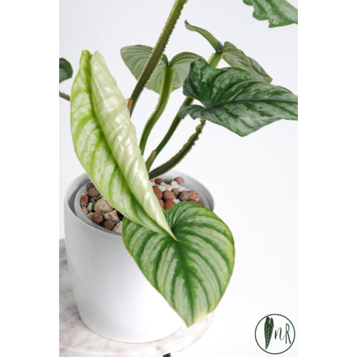 Philodendron mamei silver