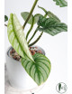 Philodendron mamei silver