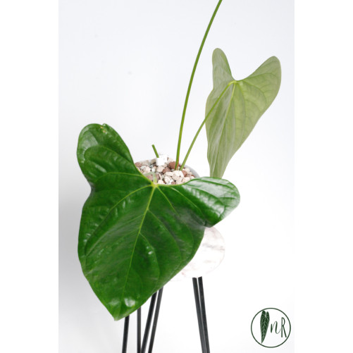 Anthurium moronense x...