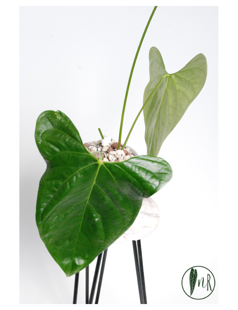 Anthurium moronense x luxurians/ Green Crocodile