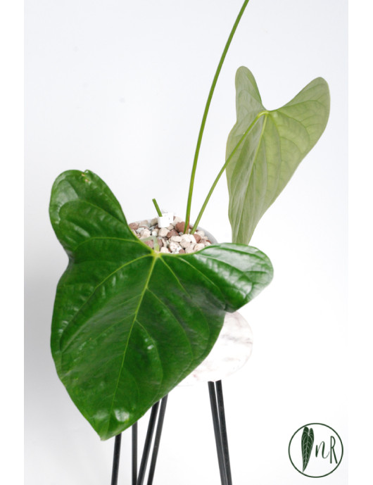 Anthurium moronense x luxurians/ Green Crocodile