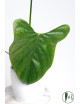 Anthurium moronense x luxurians/ Green Crocodile