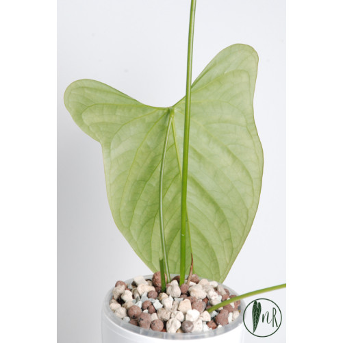 Anthurium moronense x luxurians/ Green Crocodile