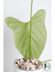 Anthurium moronense x luxurians/ Green Crocodile