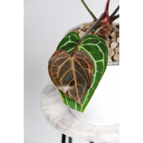 Anthurium crystallinum