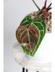 Anthurium crystallinum