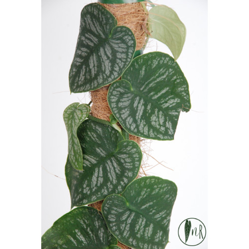 Monstera dubia