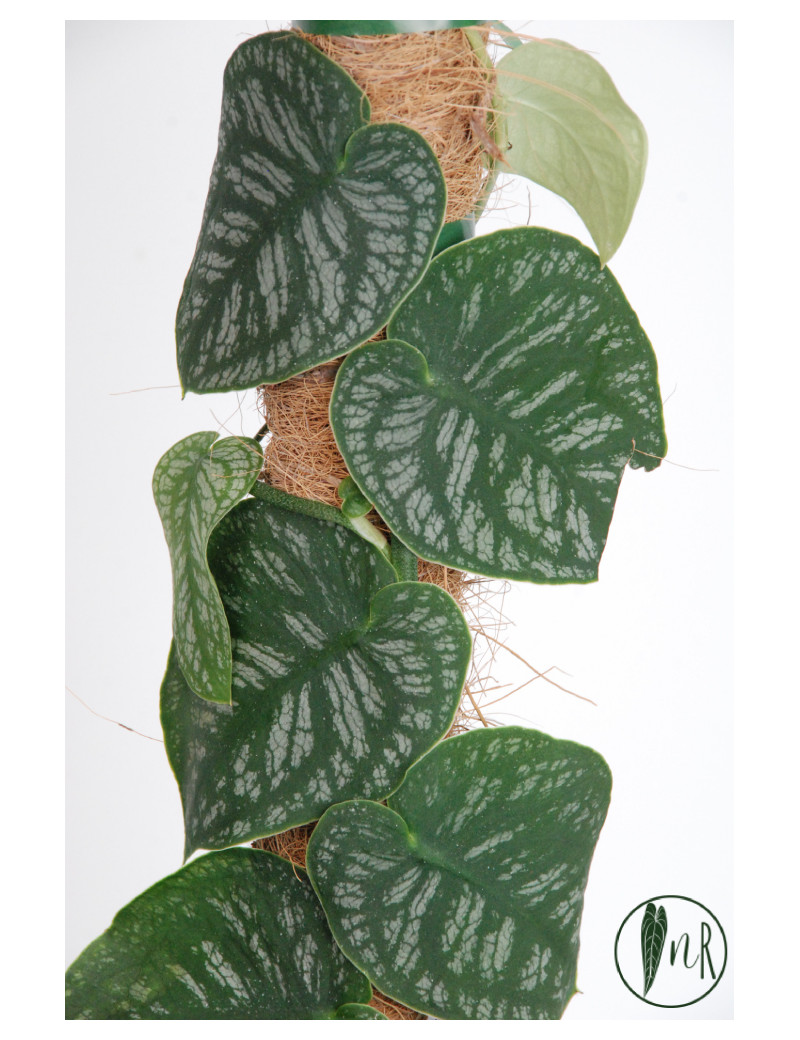 Monstera dubia