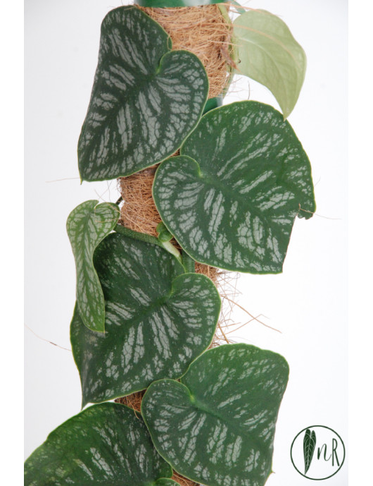 Monstera dubia