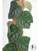 Monstera dubia