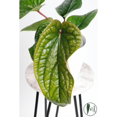 Anthurium radicans x luxurians