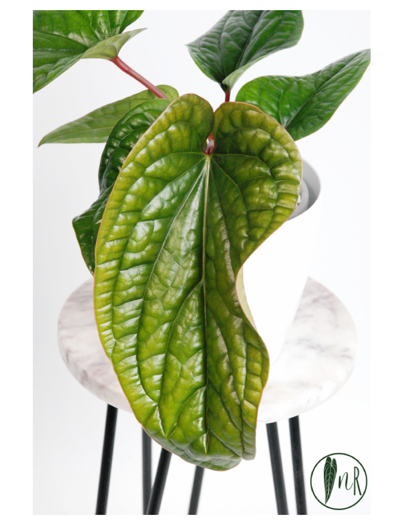 Anthurium radicans x luxurians