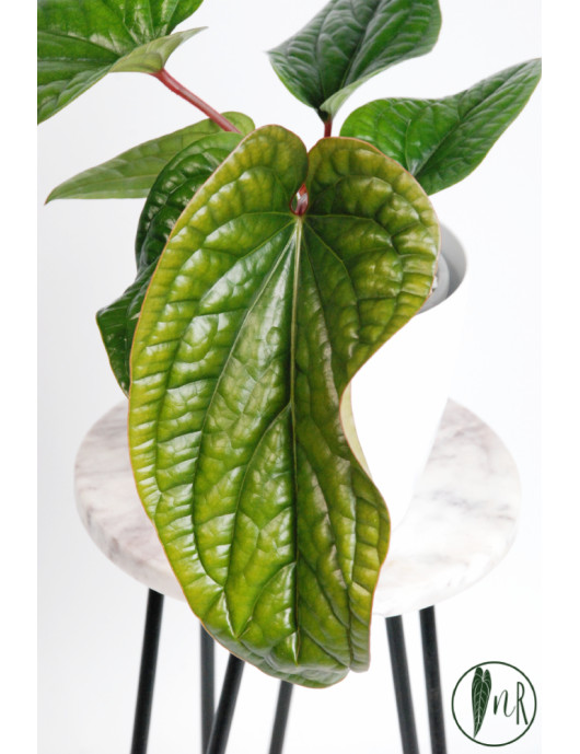 Anthurium radicans x luxurians