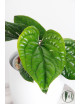 Anthurium radicans x luxurians