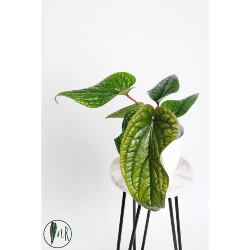 Anthurium radicans x luxurians