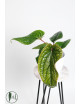 Anthurium radicans x luxurians