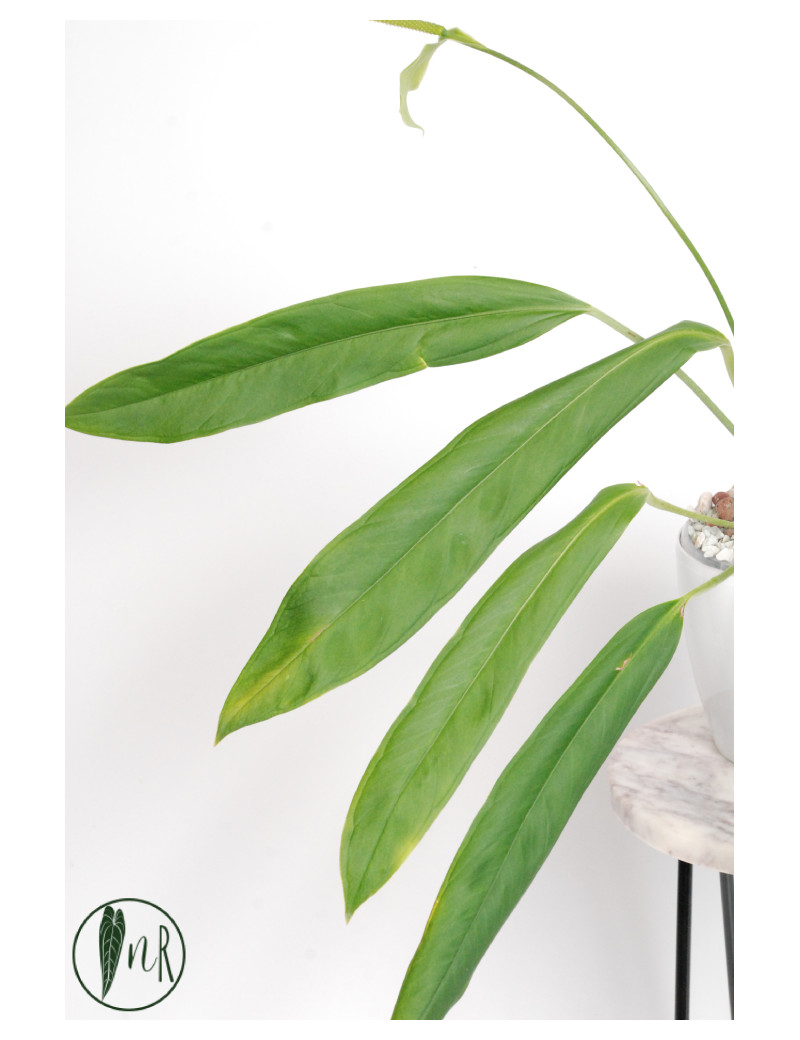 anthurium crystallinum silver blush Anthurium 'Silver Blush' (12cm pot)