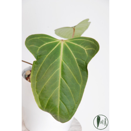 Anthurium moronense x...