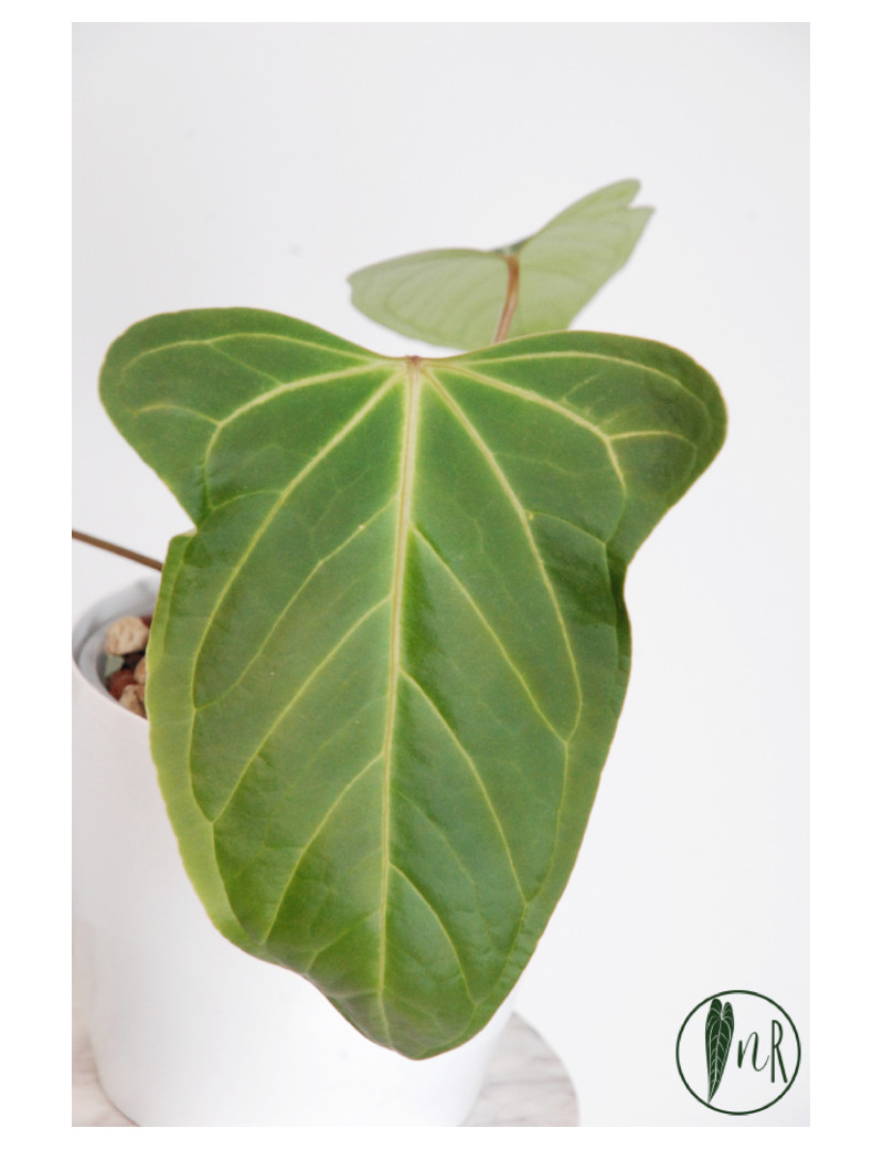 Anthurium moronense x besseae aff (Espiritu de Montana)