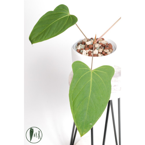 Anthurium moronense x besseae aff (Espiritu de Montana)