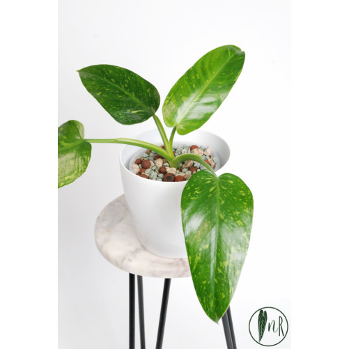 Philodendron jose buono