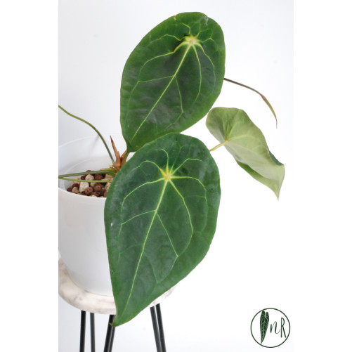 Anthurium magnificum DF x...