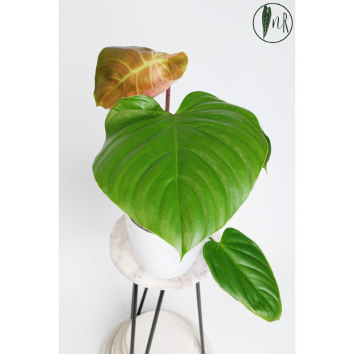 Philodendron nangaritense