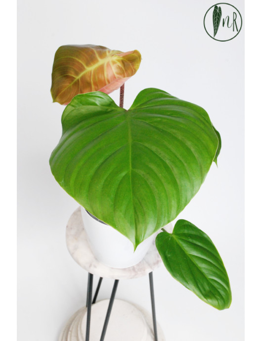 Philodendron nangaritense