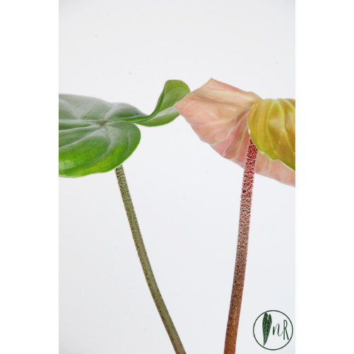 Philodendron nangaritense