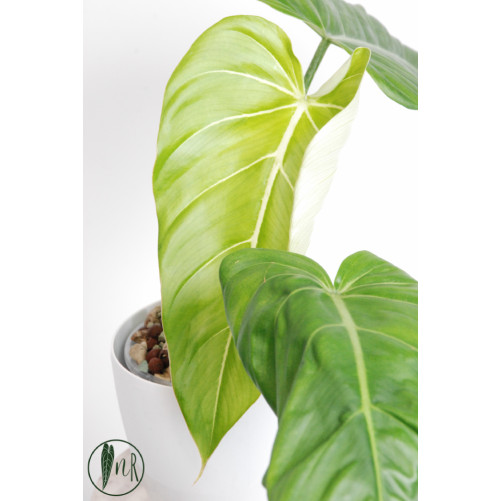 Philodendron gloriosum x...