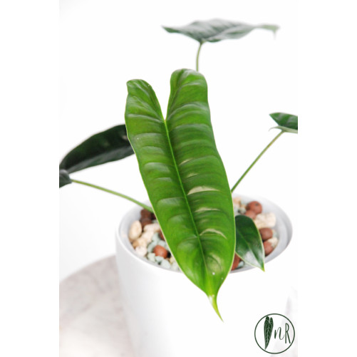 Philodendron felix