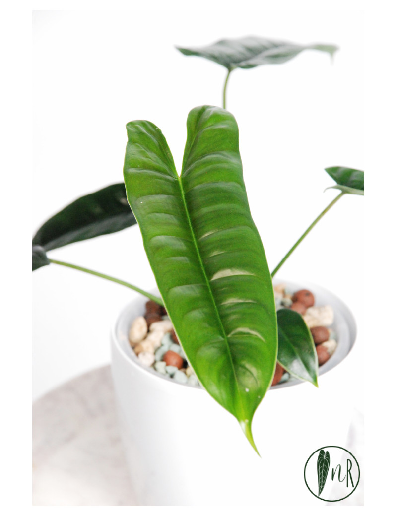 Philodendron felix