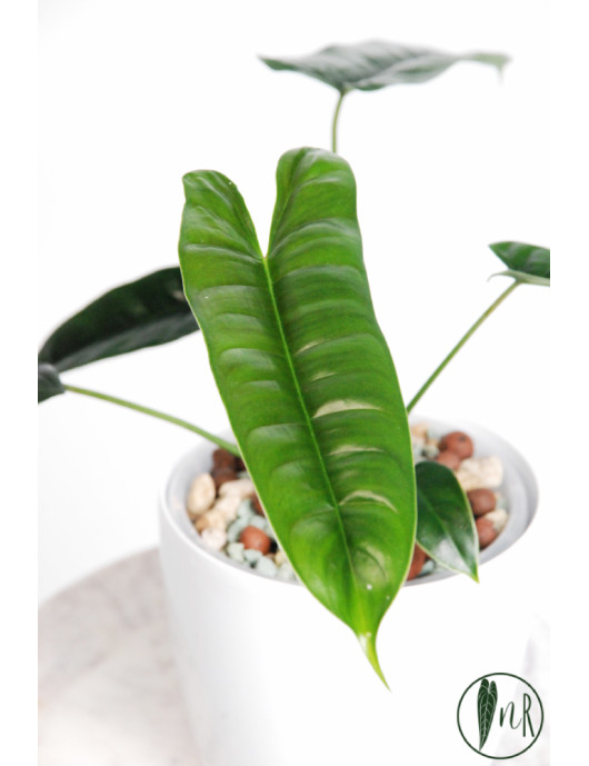 Philodendron felix