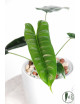 Philodendron felix