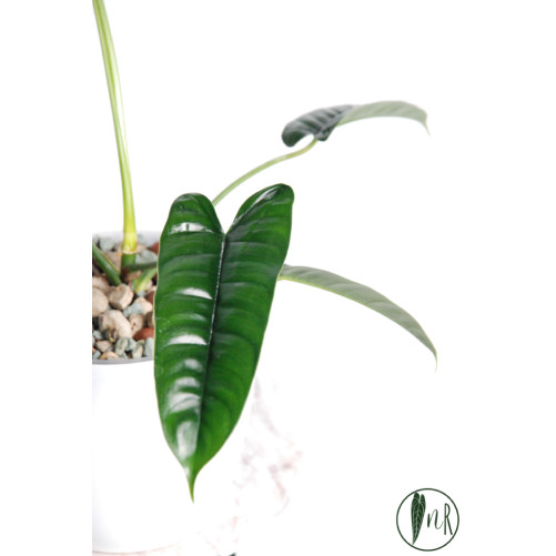 Philodendron felix