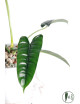 Philodendron felix