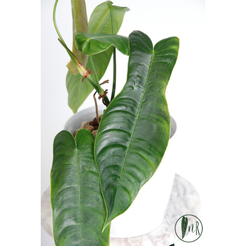 Philodendron sharoniae