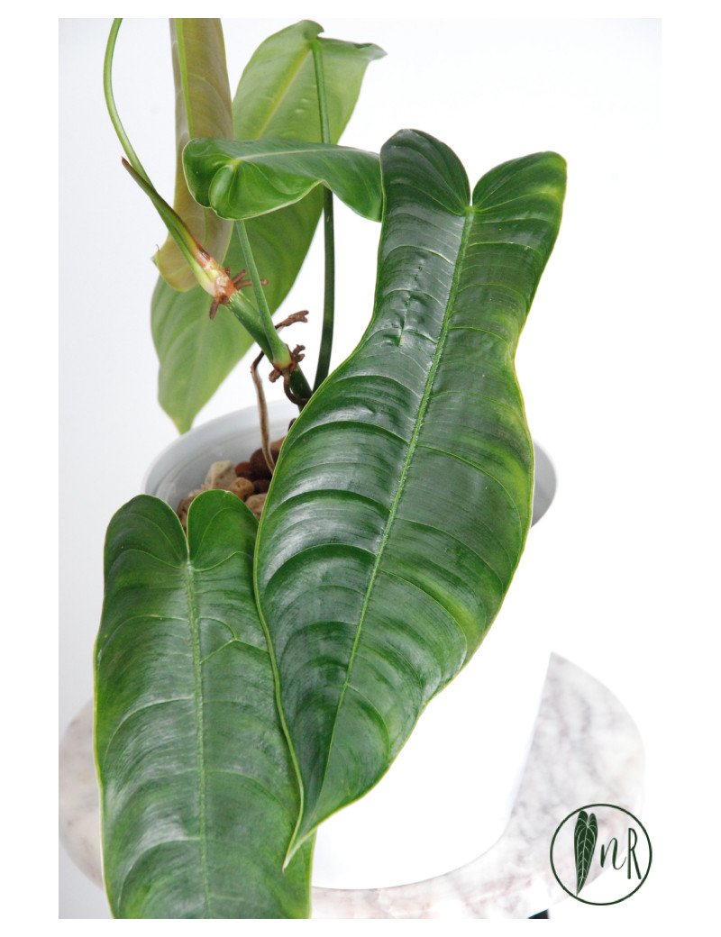 Philodendron sharoniae