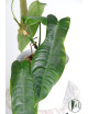 Philodendron sharoniae