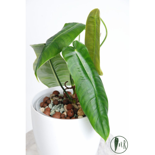 Philodendron sharoniae