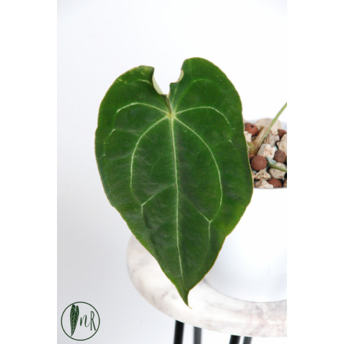 Anthurium magnificum DF x forgetii