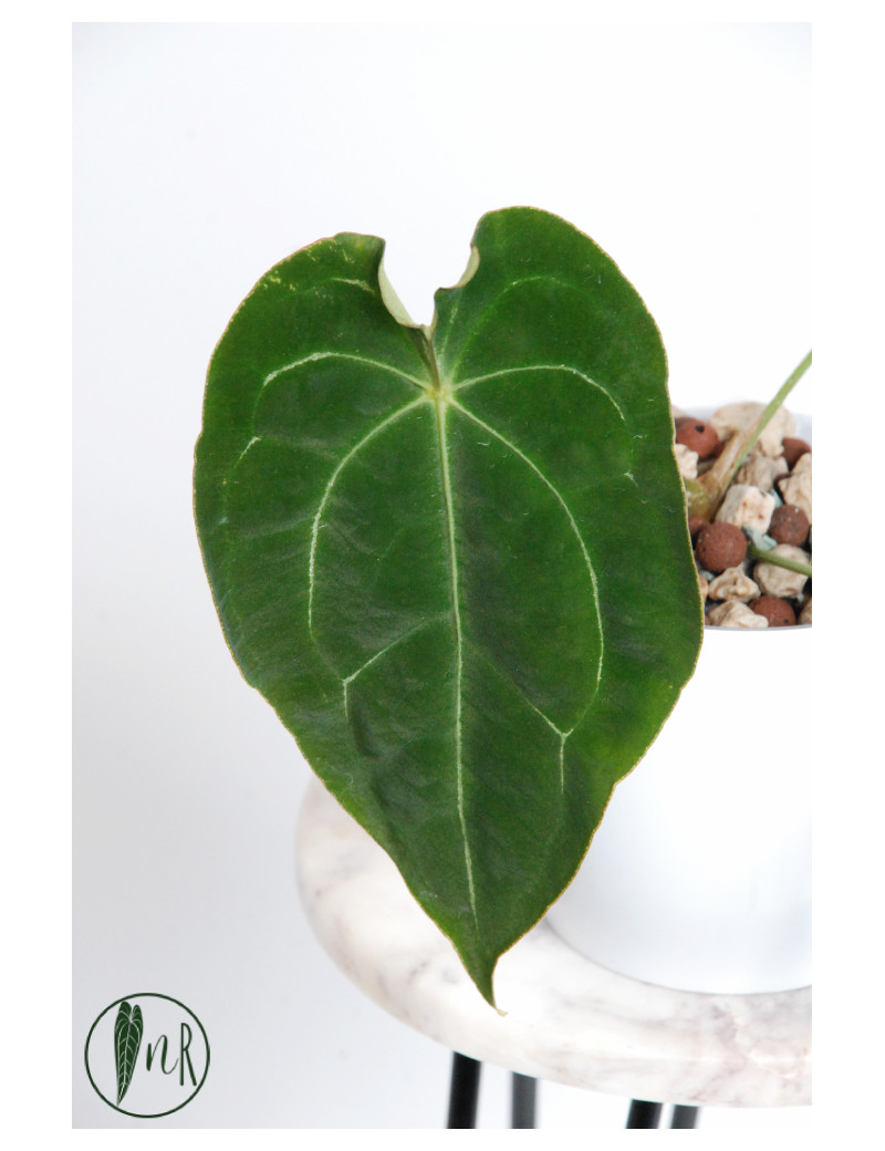 Anthurium magnificum DF x forgetii