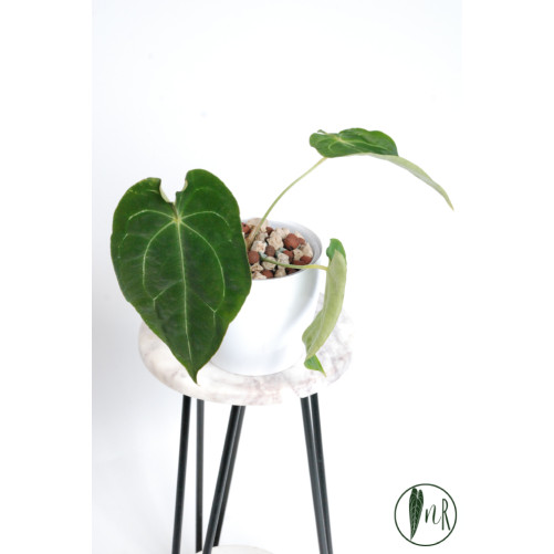 Anthurium magnificum DF x forgetii