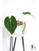 Anthurium magnificum DF x forgetii