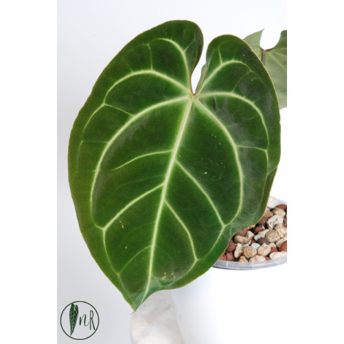 Anthurium besseae aff