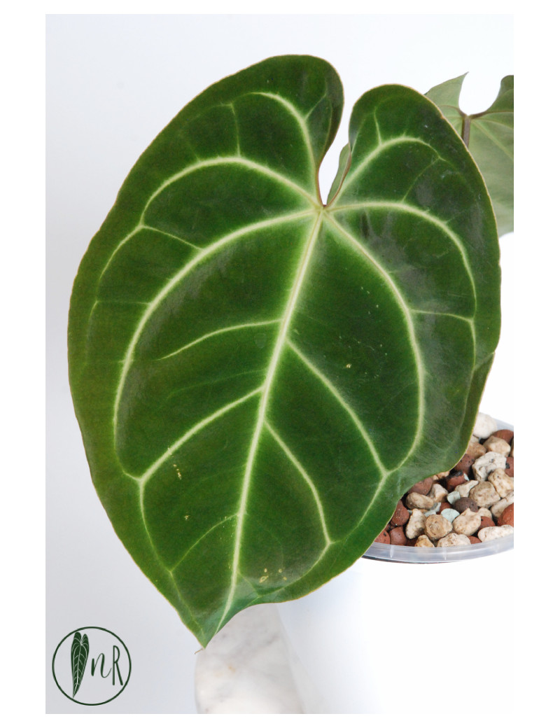 Anthurium besseae aff