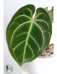 Anthurium besseae aff