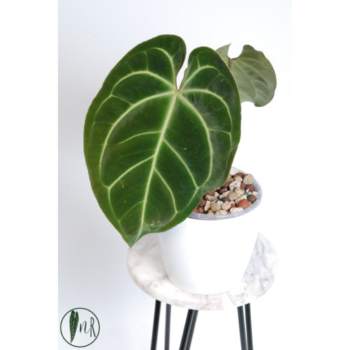 Anthurium besseae aff